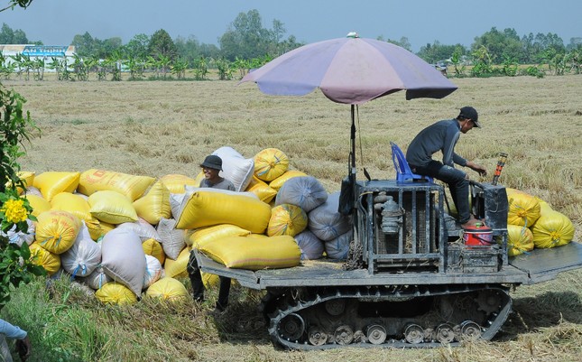 'Ông trùm' lúa gạo phía Nam vừa trúng thầu 100.000 tấn xuất Indonesia- Ảnh 2. 'Ông trùm' lúa gạo phía Nam vừa trúng thầu 100.000 tấn xuất Indonesia- Ảnh 2.